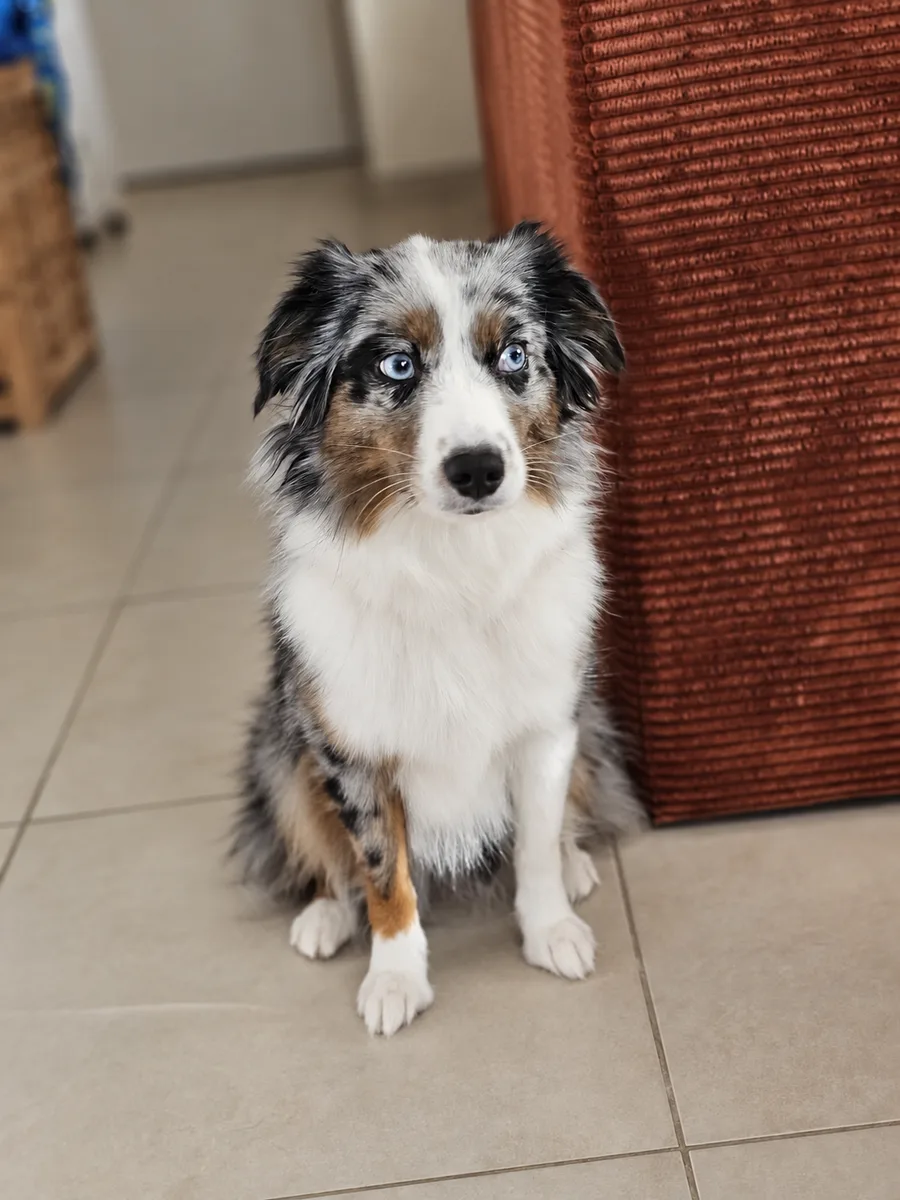 Reference photo of an Australian shepherd dog sitting on a tiled floor sent by a customer