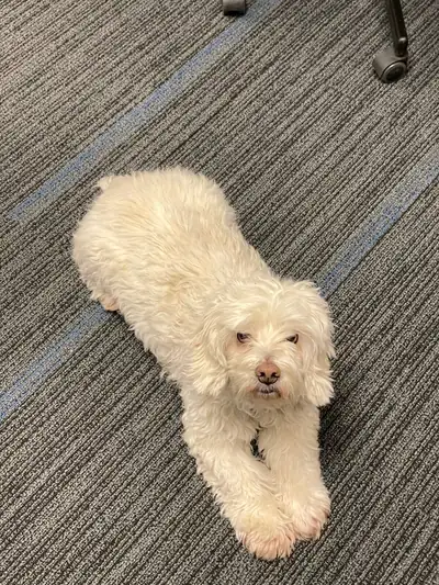 Reference photo of a fluffy white dog