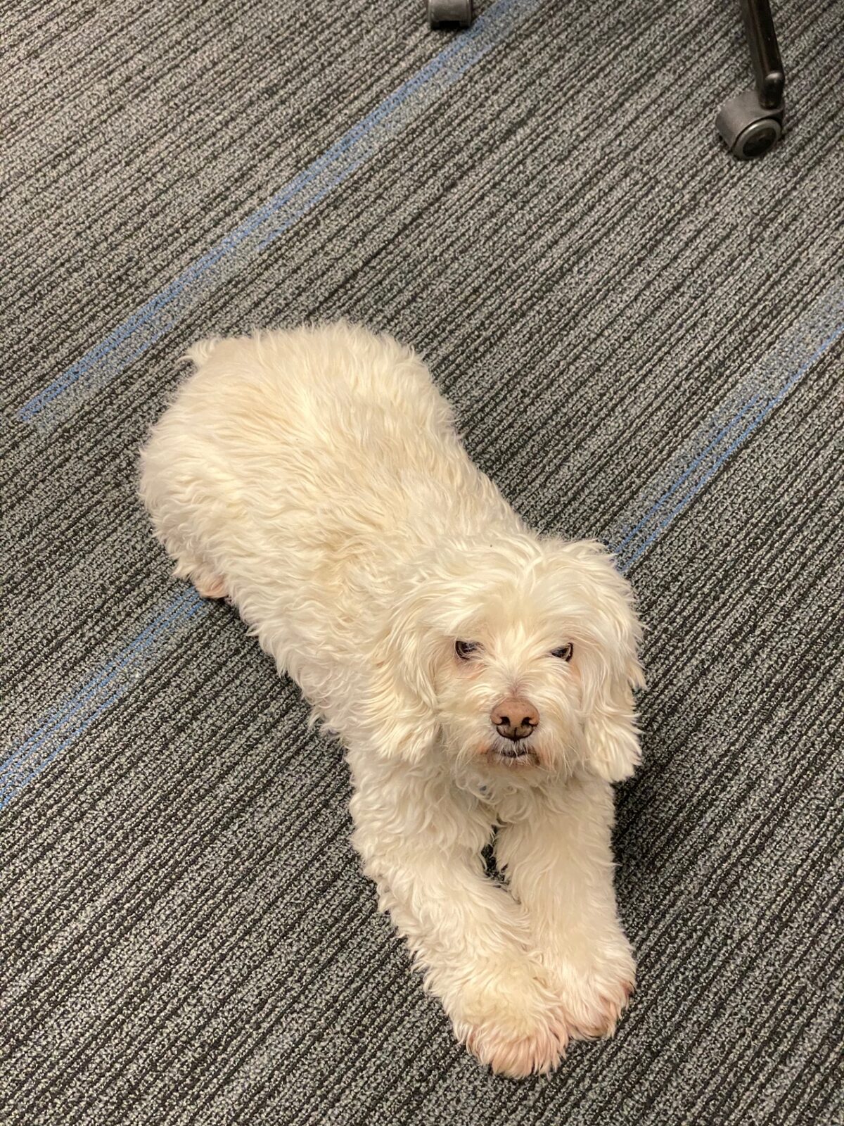 Reference photo of a fluffy white dog sent by a customer
