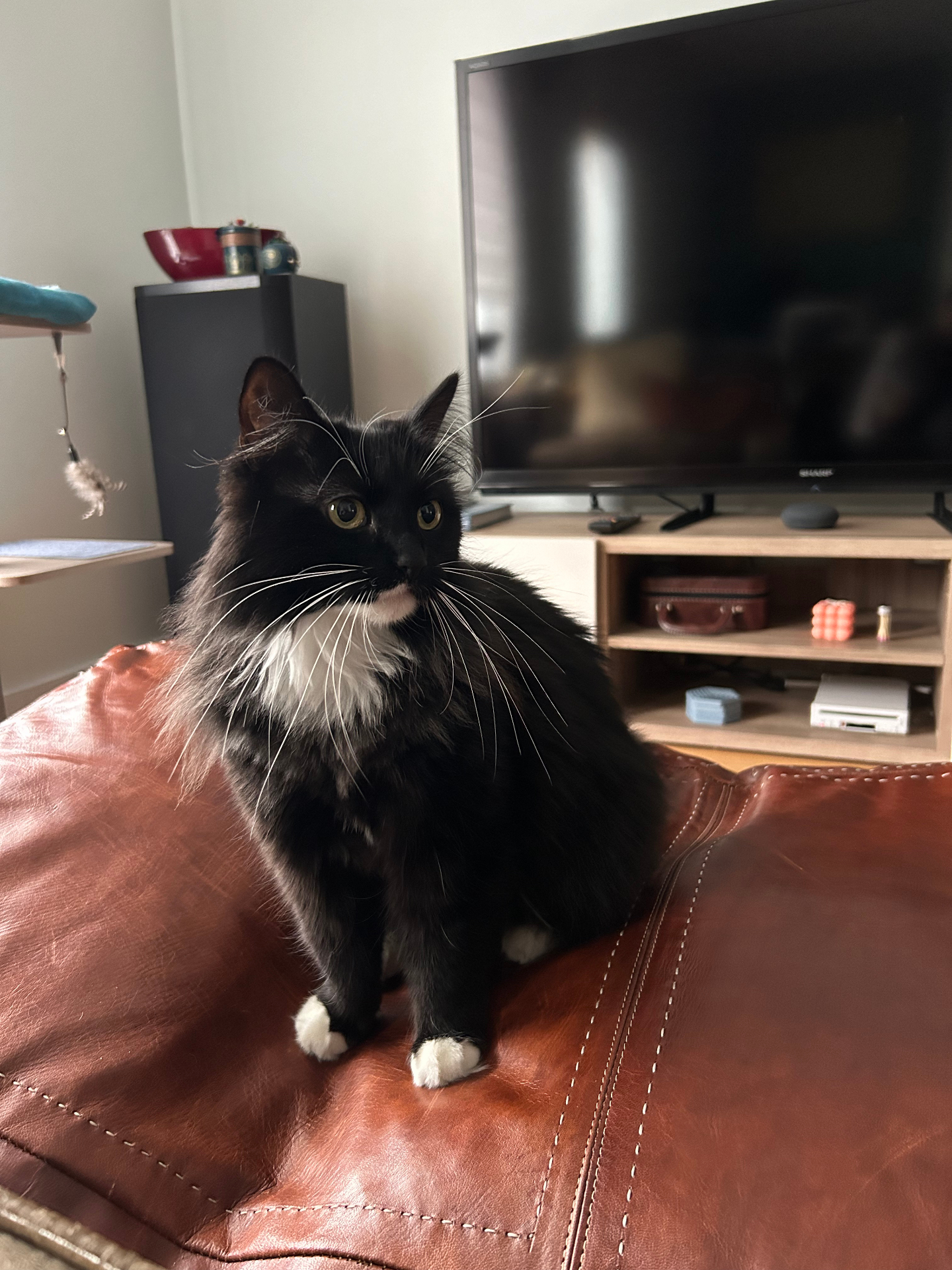 Reference photo of a tuxedo cat sent by a customer